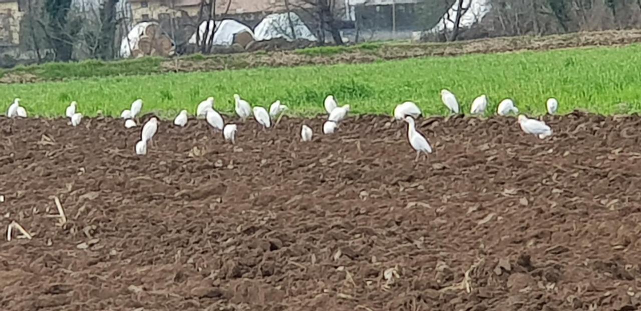Az.Agr.Cascina Moretta Momo Esterno foto
